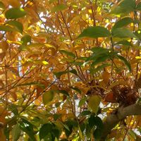 ヤマボウシ,紅葉,ガーデニング,奥三河,東三河の画像