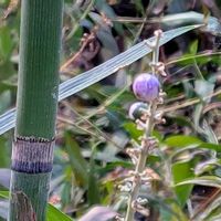 センダン,ムクゲ,ビオラ,ビオラ 天使の誘惑,白斑ヤブラン　シルバードラゴンの画像