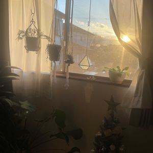 チランジア,グリーンネックレス,モンステラ,リプサリス,フランスゴムの木の画像