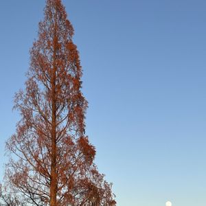 ホトケノザ,メタセコイア,かわいい,癒される,かわいい雑草の画像