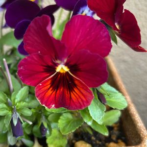 サボテン,お花大好き♡,テラス,家庭菜園,玄関アプローチの画像