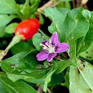 クコ,落葉低木,自生,在来種,食用可の画像