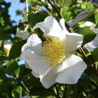 サザンカ,植栽,ツバキ科,東京都農林総合研究センター,われら樹木探検隊の画像