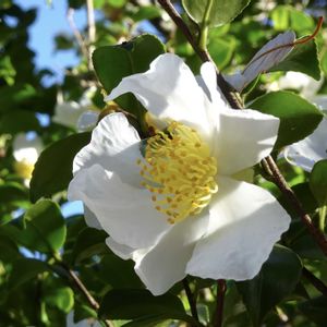 サザンカ,植栽,ツバキ科,東京都農林総合研究センター,われら樹木探検隊の画像