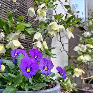 クレマチス,ビオラ,クレマチス ジングルベル,冬咲きクレマチス,コルジリネ　ダズラーデライトの画像