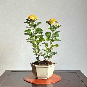 イソギク（磯菊）,ハナイソギク(花磯菊）,盆栽,草もの盆栽,菊の花の画像