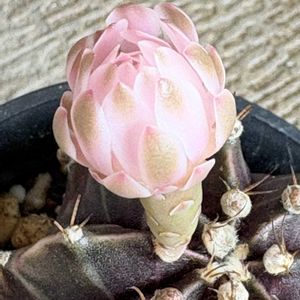 サボテン,カクタス,多肉植物,ギムノカリキュウムミハノビッチ,ベランダの画像