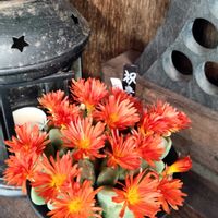 コノフィツム,コノフィツム,祝典の画像