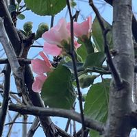 ボケ,中国原産,花友さんに感謝,金曜日の蕾たち,お出かけ先の画像