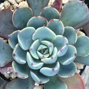 エケベリア,多肉植物,子株,チョンパ,白粉の画像