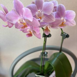 胡蝶蘭,胡蝶蘭,ミニ胡蝶蘭,ミニ胡蝶蘭,ミニ胡蝶蘭カララの画像