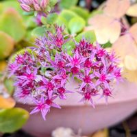 アルストロメリア,ミセバヤ,リンドウ,大根,カブの画像