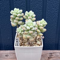 天使の雫,天使の雫,多肉植物,多肉植物のある暮らしの画像