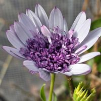 オステオスペルマム,感謝,花のある暮らし,いつまでも,やさしい❤の画像