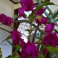 トマト,トマト,ブーゲンビリア,ミセバヤ,リンゴの画像