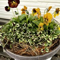 クローバー,クローバー,ビオラ,ビオラ,寄せ植えの画像