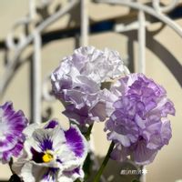 ラミウム,パンジーゆみラッフル,白妙菊(しろたえぎく),ガーデニング,花のある暮らしの画像