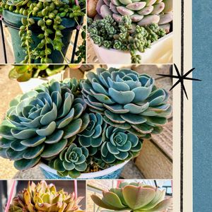 七福神,多肉植物,多肉寄せ植え,元気！,もりもり多肉の画像