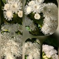 アゲラタム,サルビア・アズレア,ストック,リナリア,カッコウアザミの画像