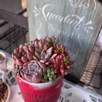 多肉植物,クリスマス,紅葉する多肉,リメ鉢,多肉植物のある暮らしの画像
