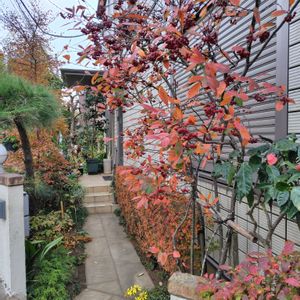 アロニア,コバノズイナ,シロダモ,ドウダンツツジ,ヒメシャラの画像