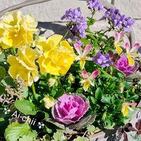 クローバー,ネメシア,ハボタン,パンジー,ビオラの画像