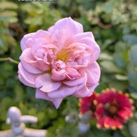 ガイラルディア,バラ,ガーデニング,花のある暮らし,バラのある暮らしの画像