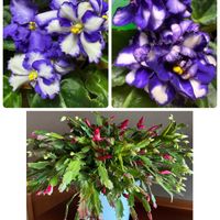 サザンカ,セントポーリア,セントポーリア,南天,ブルーベリーの 花の画像