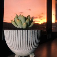 エケベリア,多肉植物,エケベリア属,夕焼け,平和を願う☆の画像