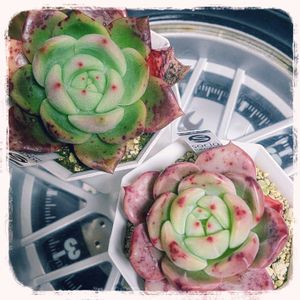 シャネル,モンローシャネル,多肉植物,エケベリア属,韓国苗の画像