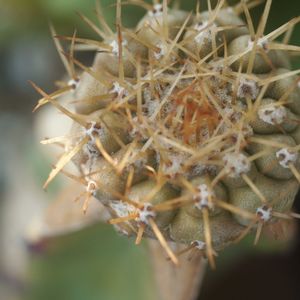 ハオルチア,多肉植物,観葉植物,塊根植物,サボテン科の画像