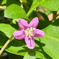 クコ,クコの実。,クコ（枸杞）,枸杞（クコ）の花,可愛いの画像