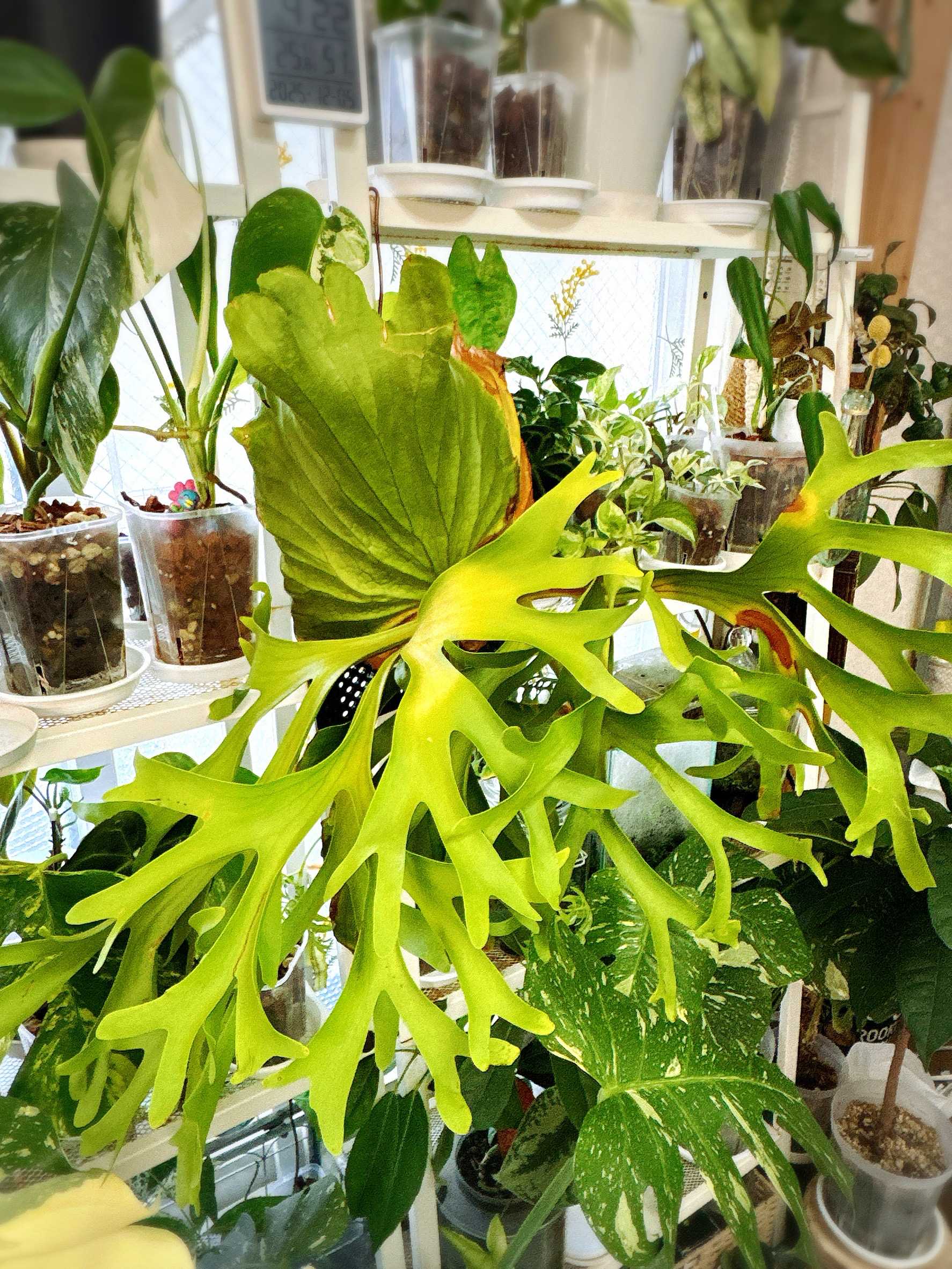 スーパーバム ビカクシダの森