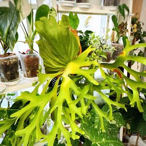 ビカクシダ ウィリンキー,ビカクシダ　ピューチャン,ビカクシダ マウントキッチャクード,ビカクシダ　トンクラDW,観葉植物の画像