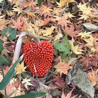 ムサシアブミ,市川市動植物園の画像