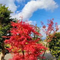 カリブラコア,イロハモミジ,花のある暮らし,仕事先の画像