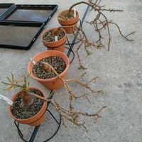 パキポディウム・グラキリス,パキポディウム・サキュレンタム,パキポディウム・サキュレンタム,パキポディウム属の画像