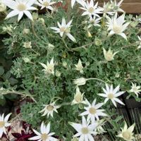 フランネルフラワー,フランネルフラワー エンジェルスター,ガーデニング,ナチュラルガーデン,白い花の画像