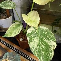 モンステラ,モンステラ デリシオーサ,モンステラ・デリシオーサ 'ミント',botanical life,観葉植物のある暮らしの画像