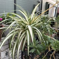 鉢植え,花のある暮らし,お花大好き❤,おうち園芸,小さな庭の画像