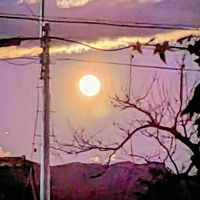 ケヤキ,柿の木,シュロ,満月コールドムーン,初冬の画像