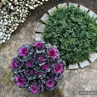 ハボタン,パンジー・ビオラ,パンジー,パンジー,葉牡丹の画像