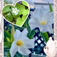 オダマキ,カスミソウ,カスミソウ,マンデビラ,マンデビラ サマーラッシュの画像