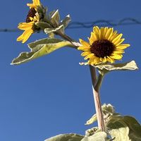 ヒマワリ,ミニヒマワリ,鉢植え,ネコ好き,夏の花の画像