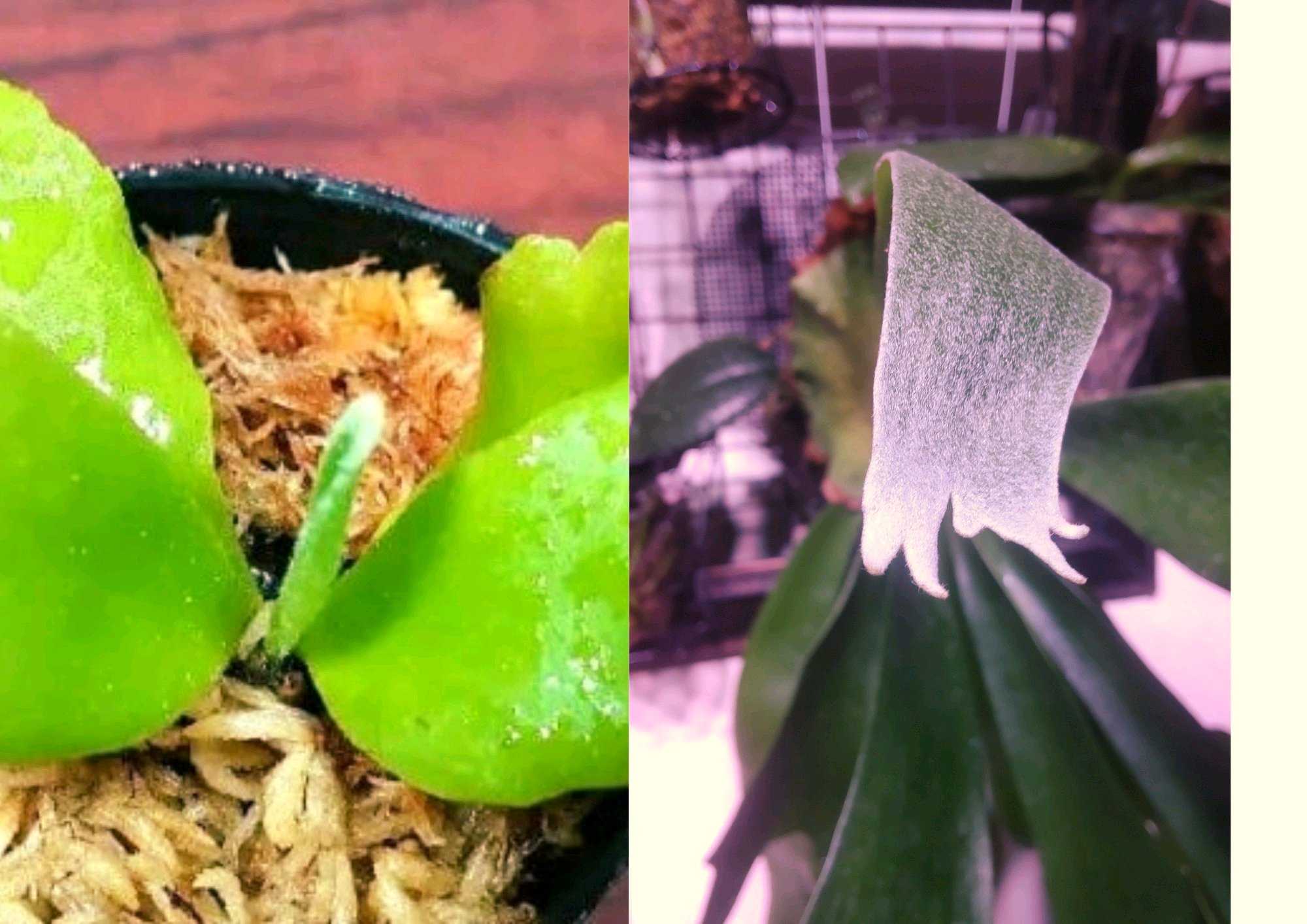 成長点の向き2 ビカクシダの森