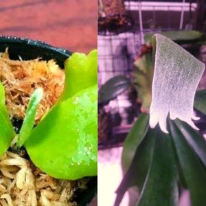 ビカクシダ,着生植物,植中毒, コウモリラン ,P. ss foongの画像