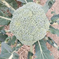 ブロッコリー,地植え,無農薬栽培,ブロッコリー栽培,金曜日の蕾たちの画像