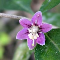 クコ,クコの実。,クコの実。,枸杞（クコ）の花,可愛い実の画像