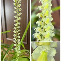 洋ランいろいろ,洋ランいろいろ,セロジネ　コビアナ,室内,洋ランの画像