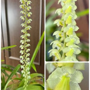 洋ランいろいろ,洋ランいろいろ,セロジネ　コビアナ,室内,洋ランの画像